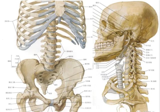 骨科精读|最全面详细的高清脊柱解剖图,真是太实用了!