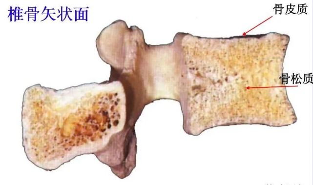 将身体分成左右相等的两部分矢状面-将身体分成左右两部分冠状面 (额