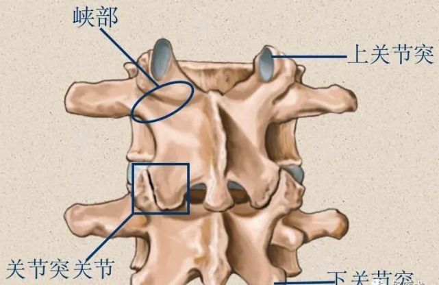 根据解剖形态的差异,颈椎被分为上颈椎 (c1～2) 下颈椎 (c3～7) 椎体