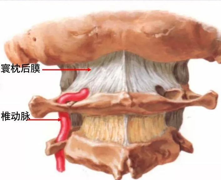 性的结构:关节囊,寰枢前膜,寰枢后膜,覆膜,寰椎十字韧带,齿突尖韧带