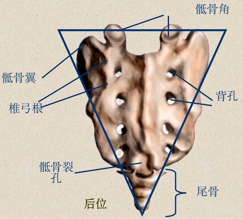 骨科精读最全面详细的高清脊柱解剖图真是太实用了