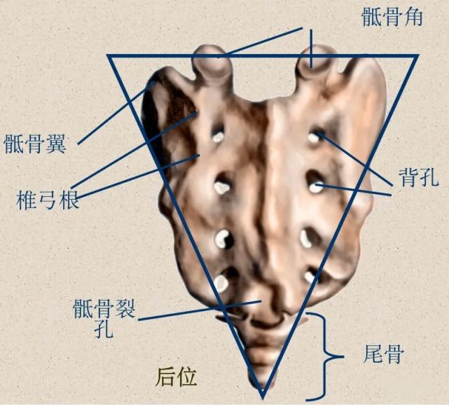骨科精读|最全面详细的高清脊柱解剖图,真是太实用了!