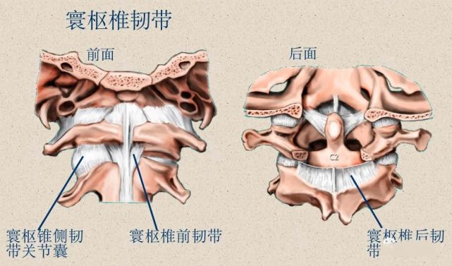 【干货】脊柱超详细解剖,高清图文影像,值得收藏!