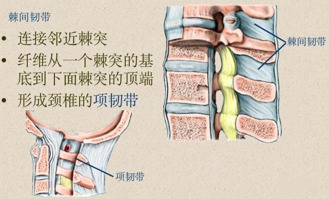 椎体后面的后纵韧带长度与前纵韧带相当,与椎体相贴部分比较狭细.