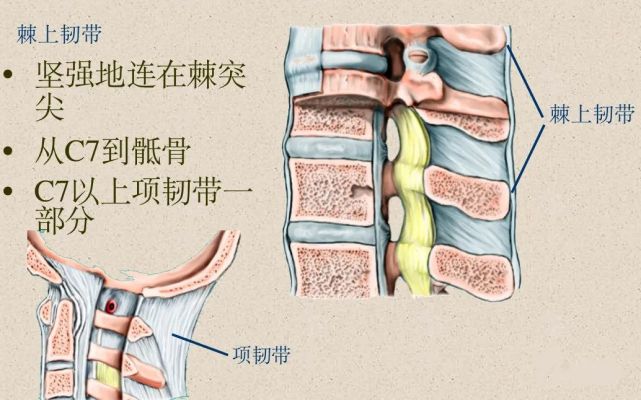 骶椎腰段椎管的形状:从上而下为卵圆形----三角形---三叶形椎孔:大得