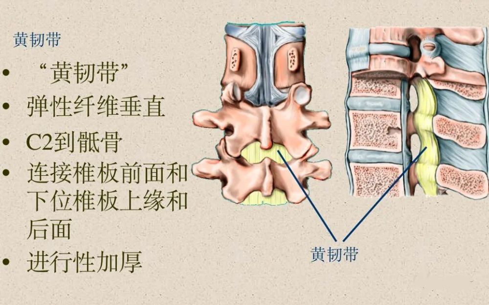 脊柱超详细图文解剖