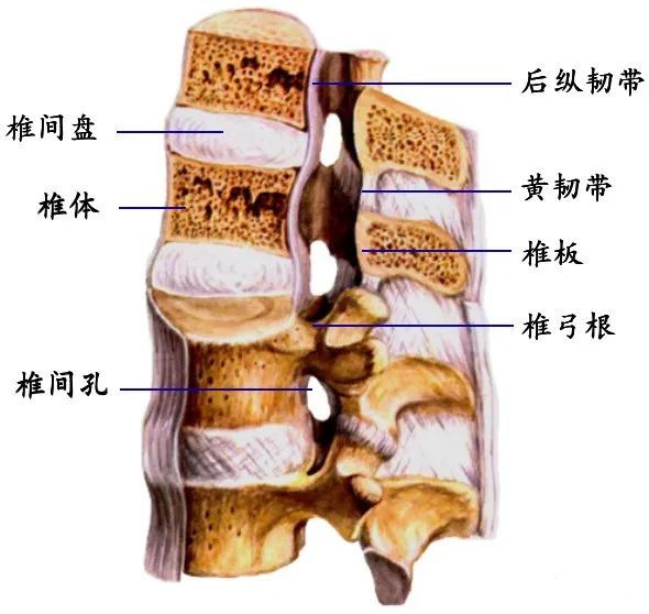 1)椎管:由椎骨的椎孔,骶骨的骶管和椎骨之间的骨连接共同构成的骨纤维