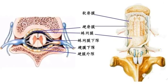 脊髓被膜及被膜间隙: 脊髓被膜(外内):硬脊膜,蛛网膜和软脊膜 被膜