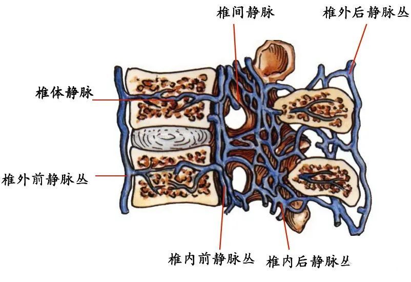 骨科精读最全面详细的高清脊柱解剖图真是太实用了