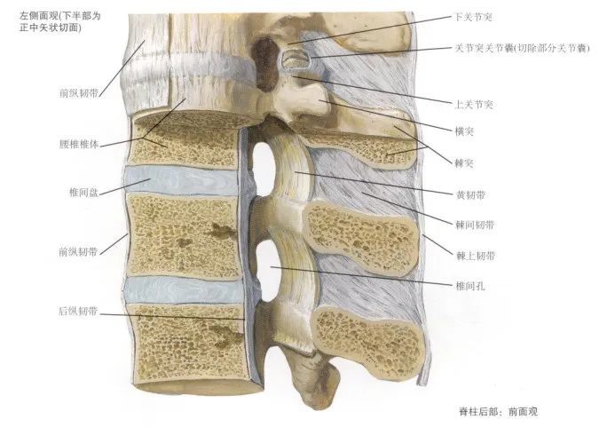 颈关节寰枢关节关节面钩椎关节肋横关节腰骶关节骶髂关节:02影像解剖1