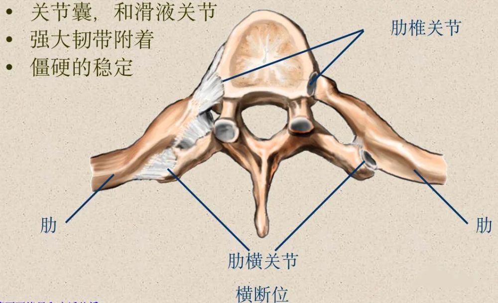 枕颈关节: 寰枢关节: 关节面: 钩椎关节: 肋横关节: 腰骶关节: 骶髂