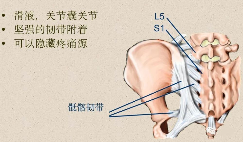 经椎弓根的横断层面