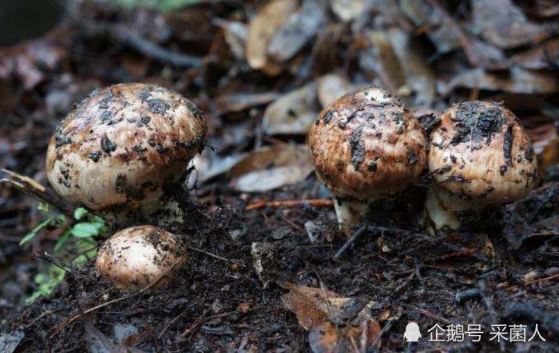 松茸,又名松口蘑,是一种珍贵的真菌.