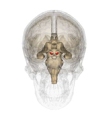 最全神经系统解剖图来了,每个医生都该看看|小脑|脊髓