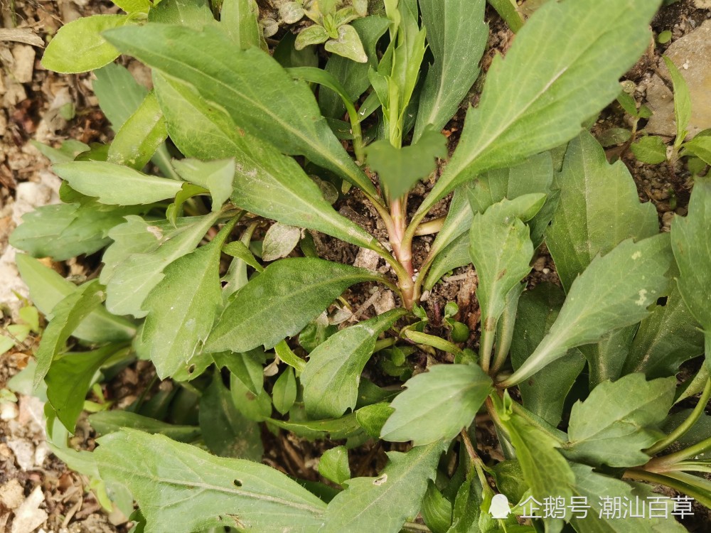 谷雨前后健脾去积话脾草,潮汕人食积泄泻良效药