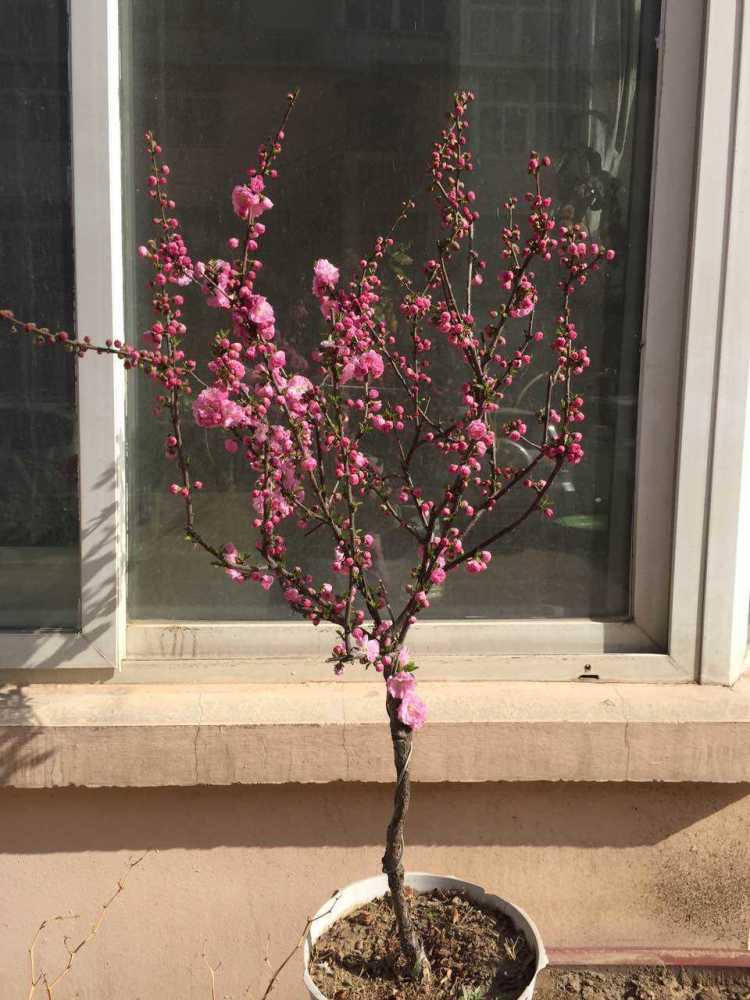 路边树开花像梅花,长的叶子像榆树,原来名字叫榆叶梅!