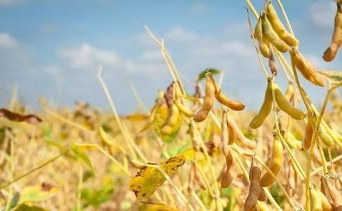 今年的大豆行情稳中上涨,10月份以后的价格能啥样?看