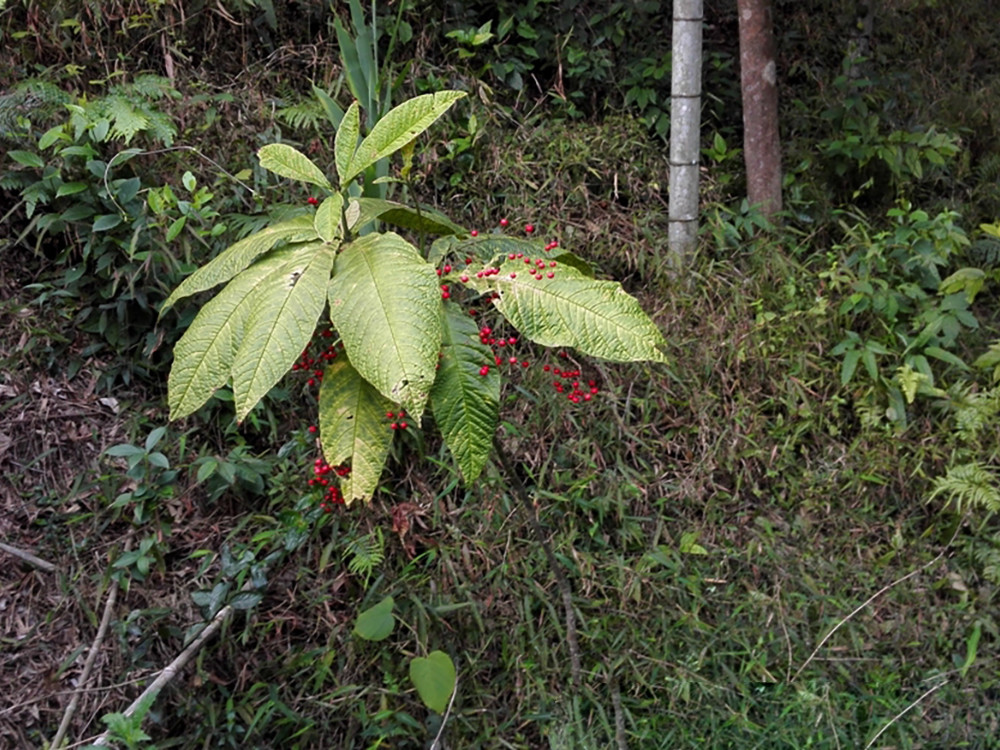 人称"山猪药",在民间被誉为神药,如今靠种植才够用,请