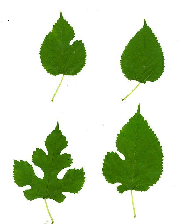桑树的幼叶与成年叶呈现出不同叶形 图片来源:https://www.wikiwand.