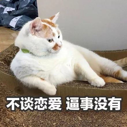 搞笑猫咪楼楼表情包,不谈恋爱 逼事没有