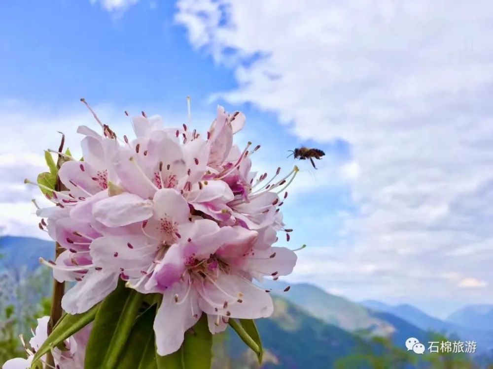 索玛花"的美丽花朵,现下已经在石棉县栗子坪彝族乡境内的雅西高速路旁