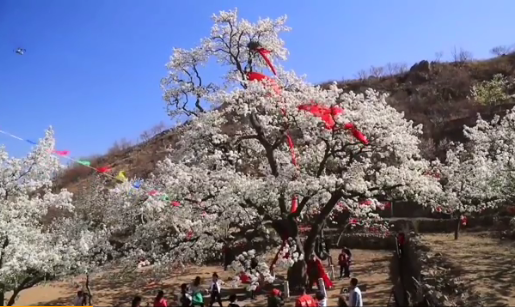 千年老梨王开花建昌梨花节还会远吗