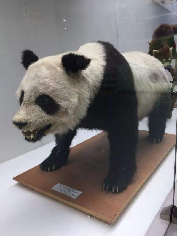 熊猫的祖先有多厉害?被称作食铁兽,连老虎和狮子都不