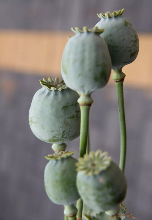 民警提醒 成熟的罂粟 相关法律 非法种植毒品原植物的法律规定 一