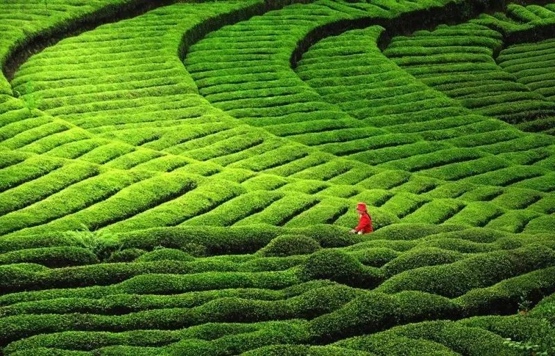 清明假期汉中这个中国最美茶园此刻正好人少清幽茶香连绵