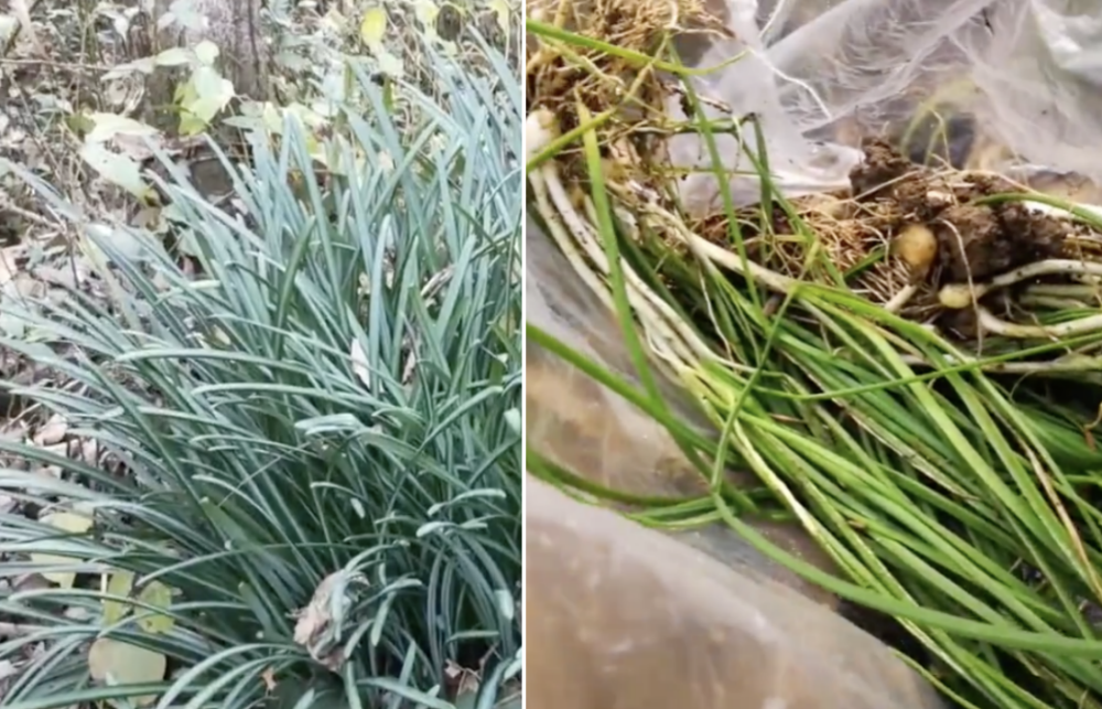 误把"断肠草"当金银花至中毒,这些易混野菜一定要分清