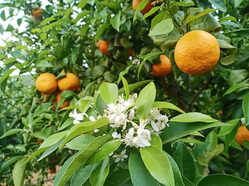 "花果同树"景秀奇,宾川柑桔带你赴一场"花"与"果"的约定!