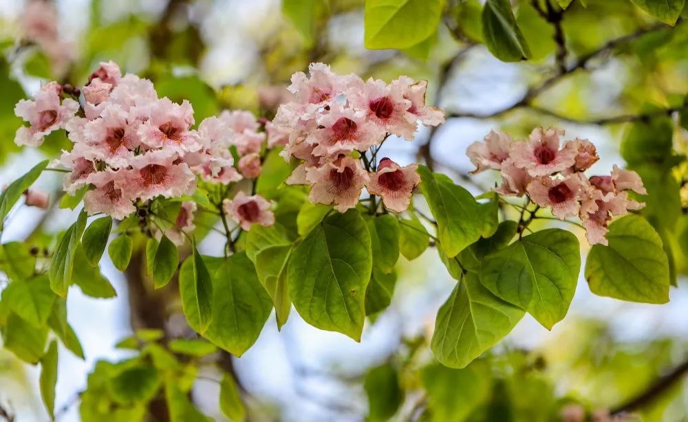 长楸正吐艳,群贤毕至时——楸树花开,静待尔归