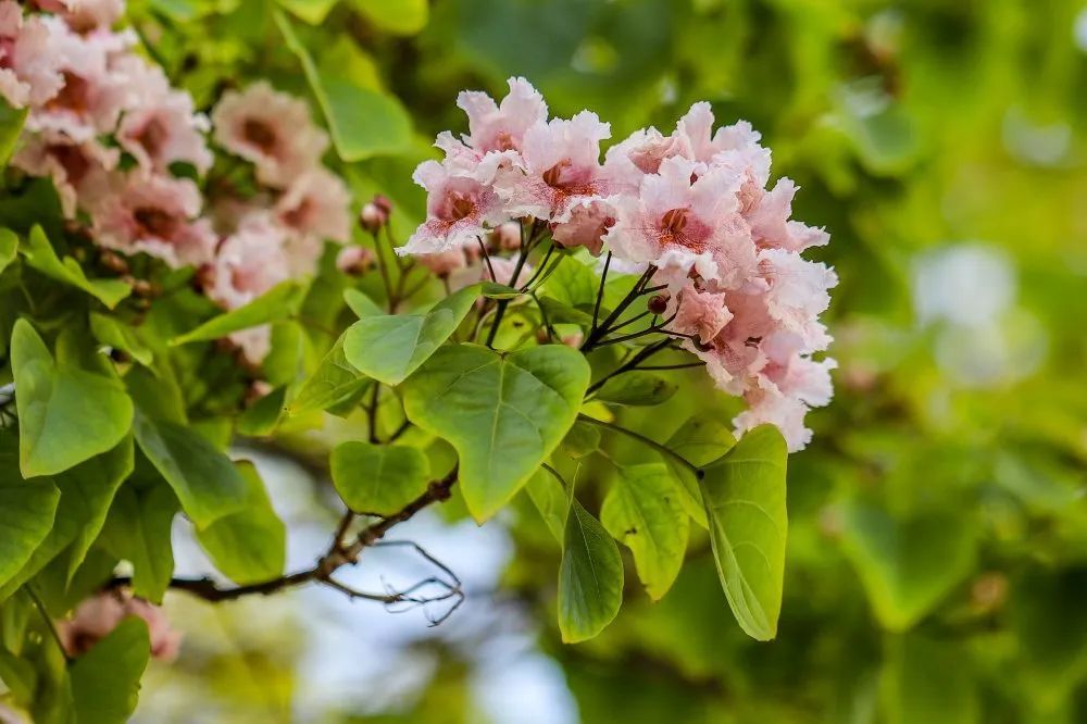 长楸正吐艳,群贤毕至时——楸树花开,静待尔归