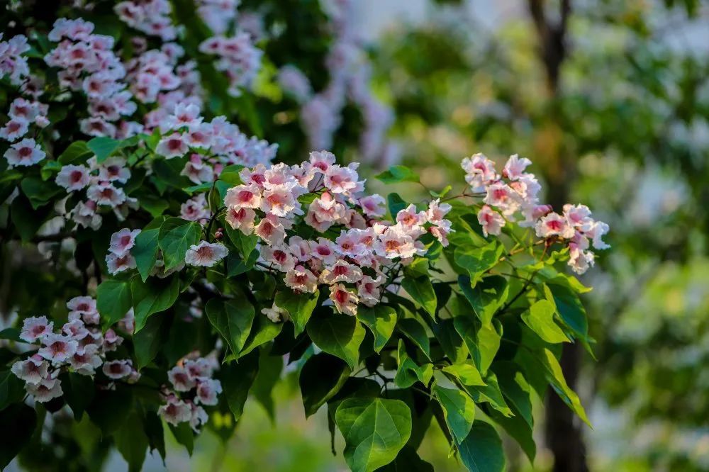 长楸正吐艳,群贤毕至时——楸树花开,静待尔归