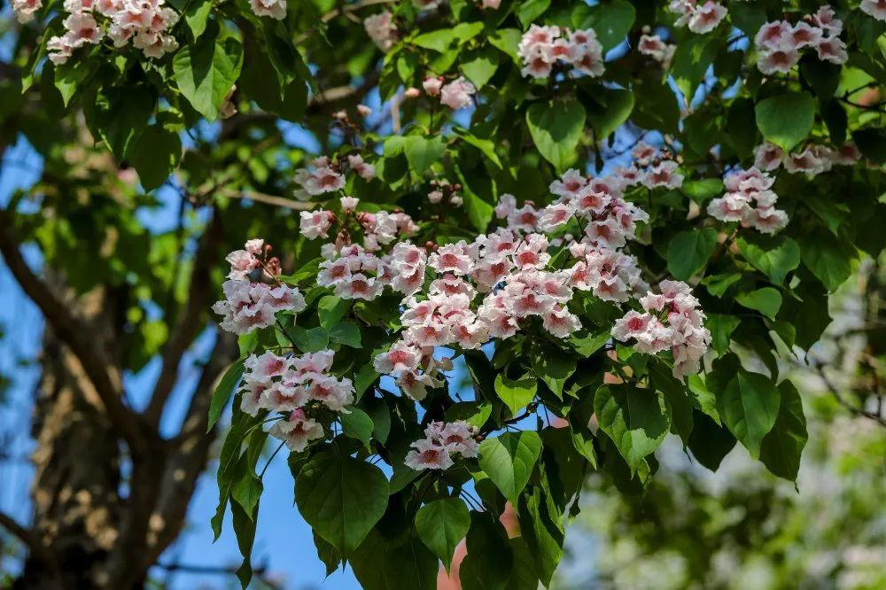 长楸正吐艳,群贤毕至时——楸树花开,静待尔归