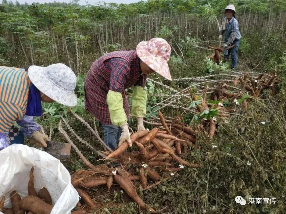 经过多地考察,决定种植南植系列面包木薯