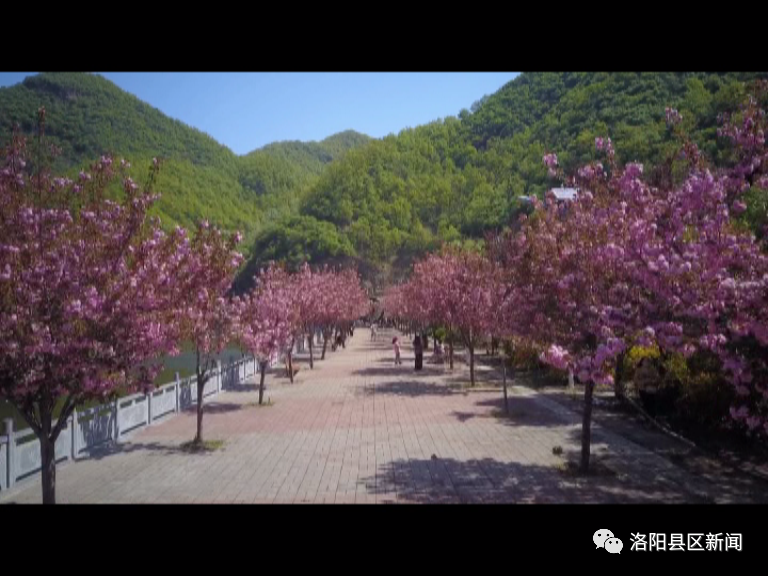 近日,"樱花小镇"汝阳县王坪乡的数千棵樱花竞相盛开,繁花似锦,灿若