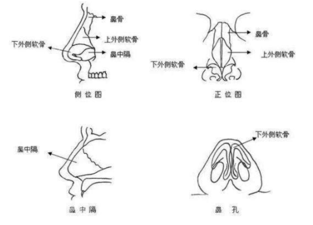 捏鼻子,真的能让鼻梁变高吗?