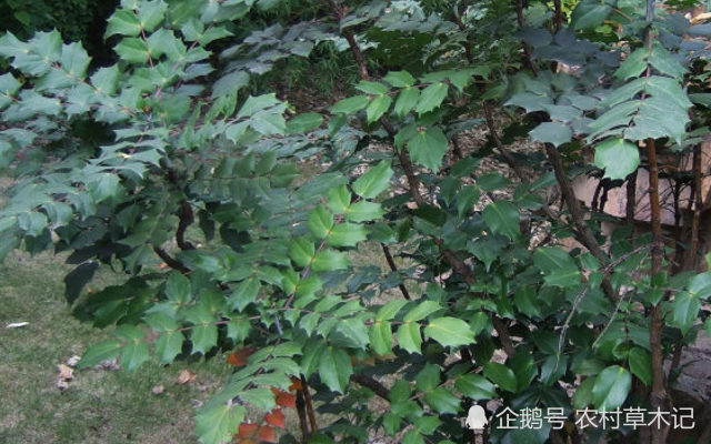 它便是珍贵的"鸟不宿",却因长有倒刺,常被砍掉,请珍惜