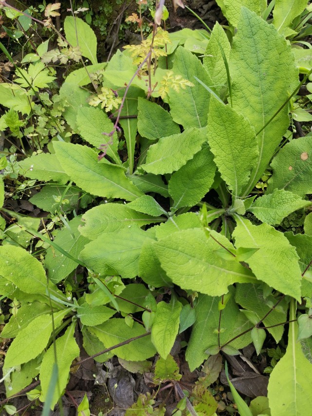 峨眉山野生药材系列——天名精