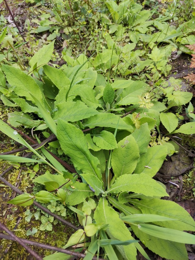 峨眉山野生药材系列——天名精