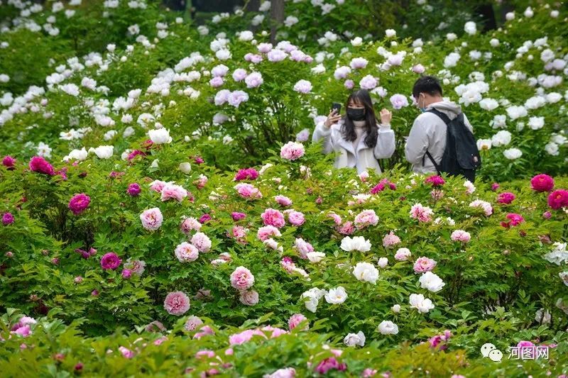 洛阳市区牡丹园普遍进入盛花期