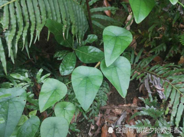 农村一种野生植物,人称"粪箕笃,殊不知可以入药使用