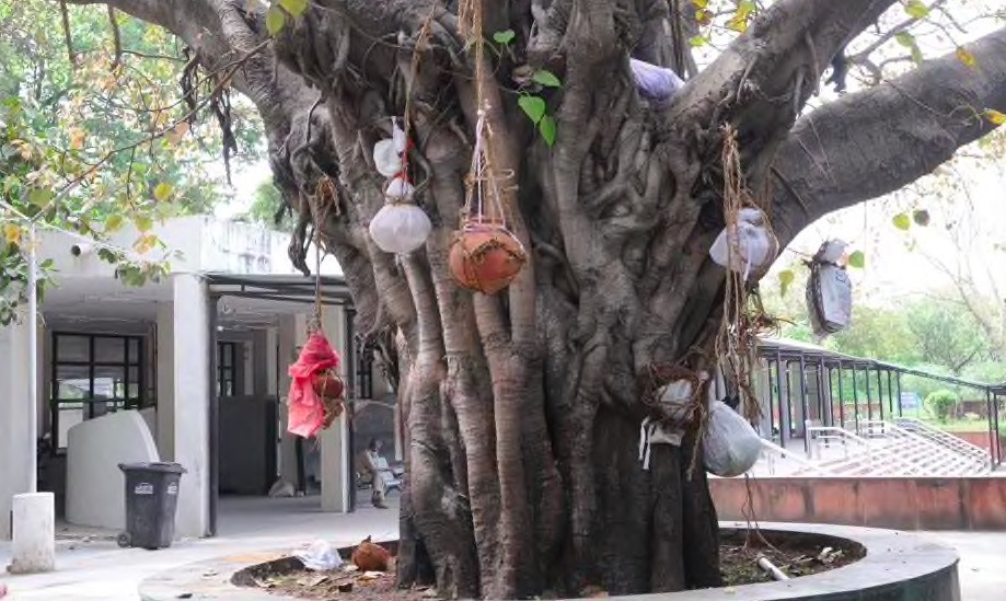 印度一火葬场储藏柜占满,骨灰盒只能挂树上,家属请求将骨灰撒入恒河