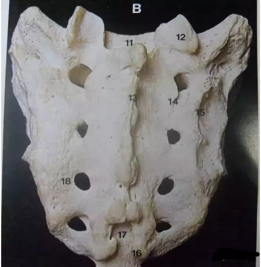 骶骨解剖的解读_腾讯新闻