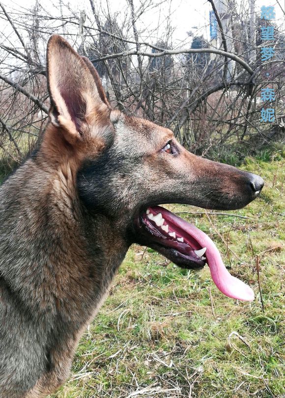 黑背品系昆明犬与德国黑背从性格到外貌还是有很大区别的