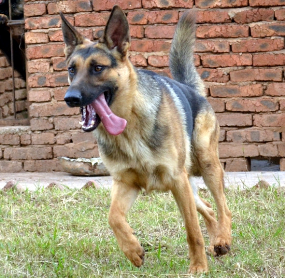 黑背品系昆明犬与德国黑背,从性格到外貌还是有很大区别的!