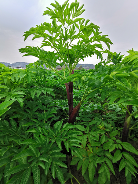 川白芷历史考证及当前资源现状