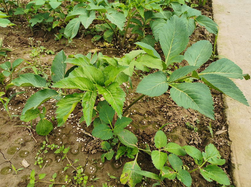 川白芷历史考证及当前资源现状