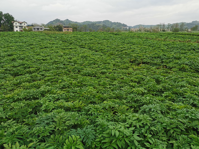 川白芷历史考证及当前资源现状